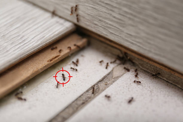 Best Flea Control Services  in South Coatesville, PA